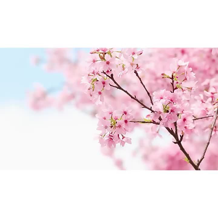 6PCS JAPAN SAKURA ™ Skincare Gift Set, Cleanser, Toner, Lotion, Essence, Eye Cream, Serum - For All Skin Types, For Women and Girls